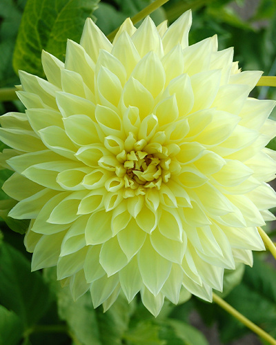 DAHLIA KELVIN FLOODLIGHT 10 kusov